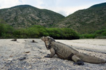 National Park Isla Cabritos